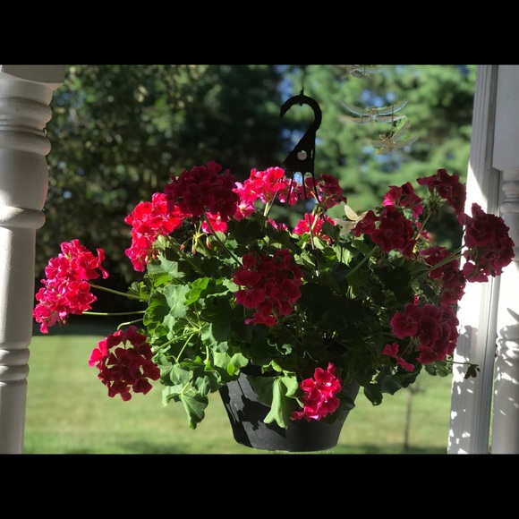 Meet your Posher, Tamar - Picture 1 of 1